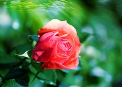 Róża, Promienie