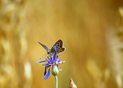 Motyl, Modraszek, Niebieski, Kwiat