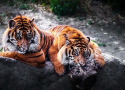 Tygrysy, Kamienie