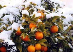 Drzewko, Pomarańczowe, Śnieg