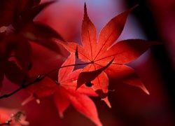 Jesień, Czerwone, Liście
