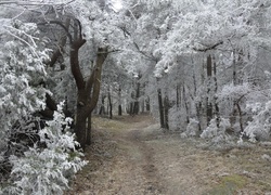 Las, Ścieżka, Zamarznięte, Drzewa, Zima
