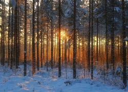 Las, Śnieg, Zachód