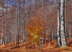 Jesienny, Las, Opadłe, Liście