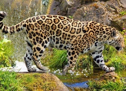 Jaguar, Woda, Skały