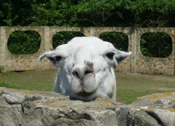 Lama, Mini, Zoo, Kałków