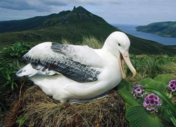 Łąka, Albatros, Gniazdo