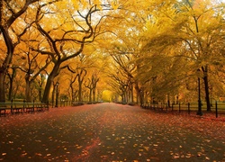 Stany Zjednoczone, Nowy Jork, Central Park, Drzewa, Alejka, Liście