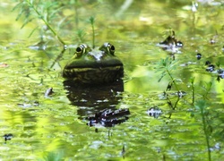 Żaba, Jezioro