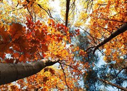 Jesień, Wierzchołki, Drzew