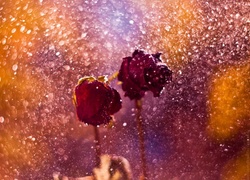 Dwie, Czerwone, Róże, Deszcz