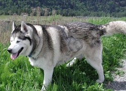 Siberian Husky, Trawa