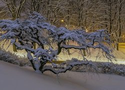 Zima, Śnieg, Niskie, Krzywe, Drzewo