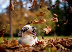 Liście,  Owczarek australijski-australian shepherd