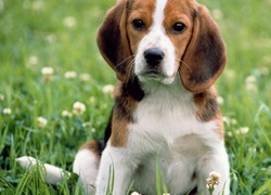 Szczeniak, Beagle, Łąka