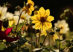 Żółte, Dalie, Kwiaty