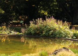 Ogród Botaniczny, Oczko, Wodne, Kwiaty