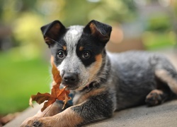 Australian cattle dog