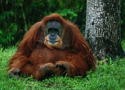 Orangutan, Las, Drzewa