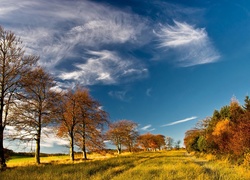 Łąka, Drzewa
