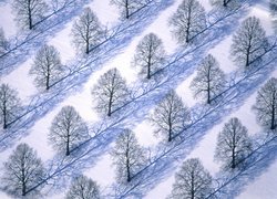 Zima, Śnieg, Sad, Drzewa