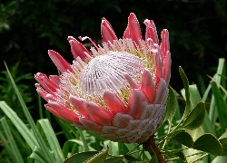 Afrykański, Krzew, Leucospermum, Rozkwitający, Kwiat