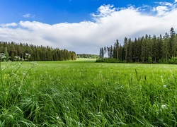 Łąka, Trawa, Las, Krajobraz