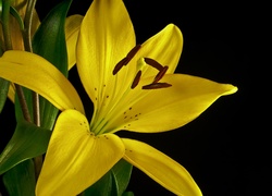 Kwiat, Żółta, Lilia