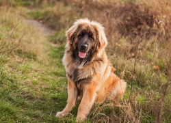 Brązowy, Pies, Leonberger