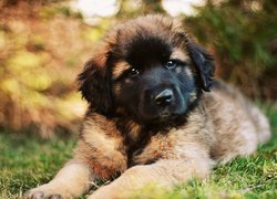 Brązowy, Pies, Leonberger