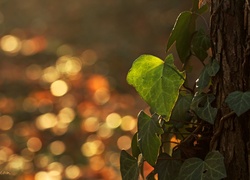 Bluszcz, Drzewo, Bokeh