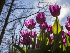 Różowe, Tulipany, Niebo