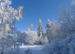 Zima, Śnieg, Oszronione, Drzewa