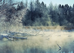 Mgła, Jezioro, Las, Mróz