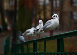 Mewa, Śmieszka, Białe, Ptaki