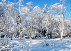 Park, Alejki, Ławki, Zima