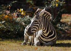 Odpoczywająca, Zebra