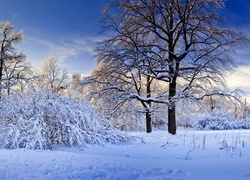 Śnieg, Oszronione, Drzewa