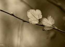 Listki, Gałązka, Sepia