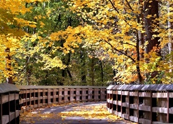 Most, Kolorowe, Drzewa, Liście, Park, Jesień