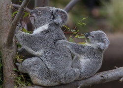 Misie, Koala, Rodzinka