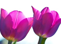 Fioletowe, Tulipany, Białe, Tło