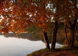 Jezioro, Drzewa, Jesień, Krajobraz