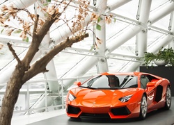 Salon, Samochodowy, Lamborghini, Aventador, 2013, Krzew, Magnolii
