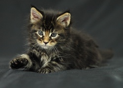 Kotek, Maine Coon