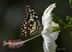 Motyl, Biały, Kwiat, Hibiskus