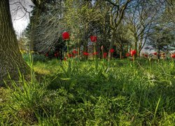 Ogród, Drzewa, Trawy, Czerwone, Tulipany