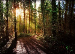 Las, Droga, Przebijające, Światło