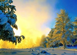 Zima, Śnieg, Drzewa, Słońce