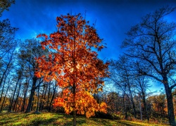Jesień, Drzewa, Promienie, Słońca